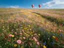 Landschapsfoto van bloemenvelden bij volle zon, met een luchtballon boven de horizon