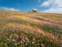 Landschapsfoto van bloemenvelden bij volle zon, met een ooi met haar lammetje