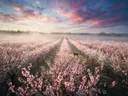 Landschapsfoto van bloesem bij de ochtendmist, met een hert