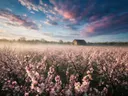 Landschapsfoto van bloesem bij de ochtendmist, met een verweerde schuur aan de rand van het veld