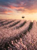 Landschapsfoto van bloesem bij het gouden uur, met ooievaars in hun nest