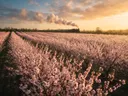Landschapsfoto van bloesem bij het gouden uur, met een stoomtrein in de verte