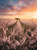Landschapsfoto van bloesem bij het gouden uur, met een koe aan de rand van het veld