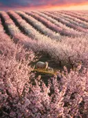Landschapsfoto van bloesem bij het gouden uur, met een ooi met haar lammetje