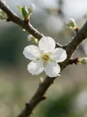 Fotografie van bloesem in de dauw, wit