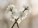 Fotografie van bloesem in de dauw, wit