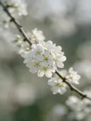 Fotografie van bloesem in de dauw, wit