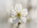 Fotografie van bloesem in de dauw, wit
