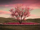 Boom met roze bloesem in een ronde bloemenperk op een heuvel bij schemering.