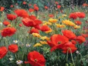 Schilderij van een bonte weide vol wilde bloemen