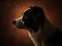 Studioportret van Border Collie en profil, tegen een geschilderd doek in terracotta