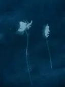 Blauwe cyanotypie afdruk van twee wilde bloemenstengels.