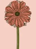 Botanische lijntekening van een roze gerberabloem