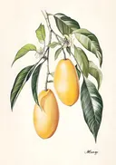 Botanische illustratie van een mangotak