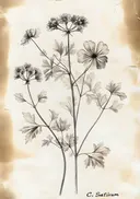 Botanische illustratie van een kruidenplant met bloemen