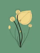 Grafische botanische lijntekening van bloemen in geel op een groene achtergrond