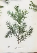 Botanische naaldplant prent, botanisch schilderij