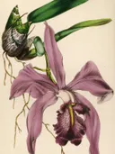 Botanische tekening van een paarse orchideebloem met bladeren en wortels.