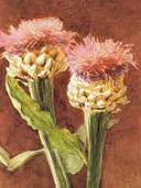 Botanisch schilderij van roze distelbloemen