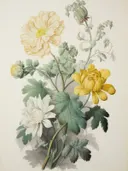 Botanische studie van chrysanten, botanisch schilderij