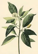 Botanische illustratie van een bloesemtak