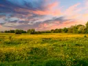 Weiland vol gele boterbloemen onder een kleurrijke avondlucht