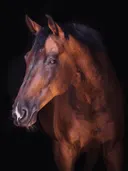 Bruin paard met witte bles tegen zwarte achtergrond