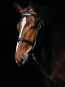 Bruin paard met hoofdstel op zwarte achtergrond