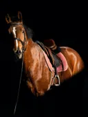 Bruin paard met zadel tegen zwarte achtergrond