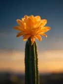 Fotografie van cactus in de schemering