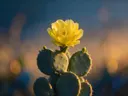 Fotografie van cactus in de schemering