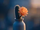Fotografie van cactus in de schemering
