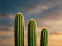 Fotografie van cactus in de schemering