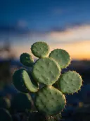 Fotografie van cactus in de schemering