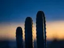 Fotografie van cactus in de schemering