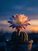 Fotografie van cactus in de schemering