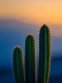 Fotografie van cactus in de schemering