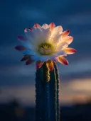 Fotografie van cactus in de schemering