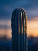 Fotografie van cactus in de schemering