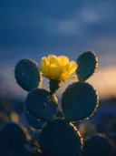 Fotografie van cactus in de schemering