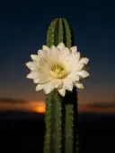 Fotografie van cactus in de schemering