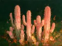 Cactus in groepjes in koraal, schilderij van cactus