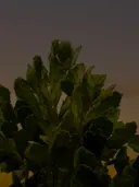 Silhouet van een cactus tegen een gloeiende avondlucht bij schemering.