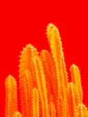 Cactus met stekelige armen tegen een felle oranjerode achtergrond.