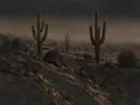 Landschapsschilderij, cactussen op steengrond in sluierlicht