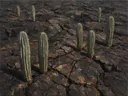 Landschapsschilderij, cactussen op steengrond in strijklicht