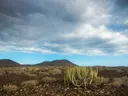 Cactusplanten in een dor vulkanisch landschap met heuvels en een bewolkte lucht.
