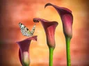 Drie donkerrode calla lelies met een witzwarte vlinder op een van de bloemen, tegen een warme achtergrond.