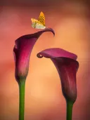 Twee paarse callalelies met een oranje vlinder die op een van de bloemen landt.