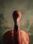 Studioportret van Caribische Flamingo van voren, tegen een geschilderd doek in salie